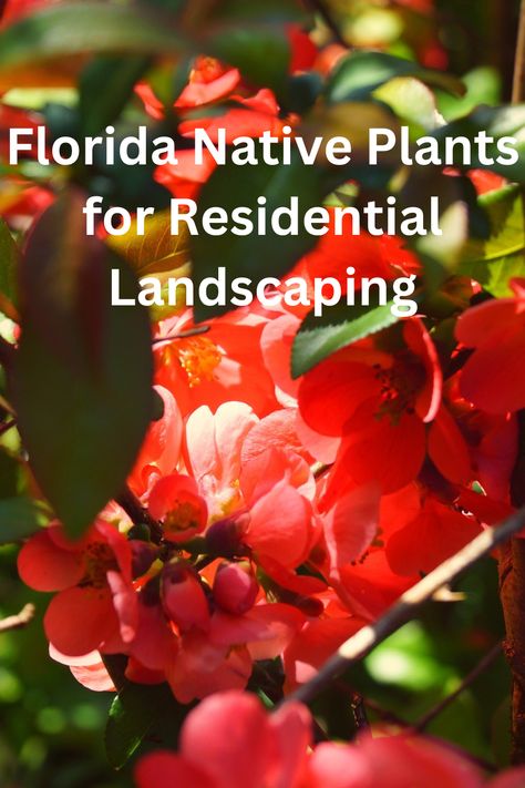 Firebush is a stunning plant that produces bright orange and red flowers that attract hummingbirds and butterflies. Central Florida Native Plants, Florida Landscaping Ideas Front Yards Native Plants, Plants For Florida Landscaping, Florida Landscaping Ideas Backyard Tropical Gardens, Florida Native Landscape Design, Florida Native Landscaping Ideas, Florida Native Garden, Low Maintenance Florida Landscaping, Seawall Landscaping