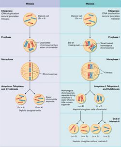 Cell Division by TechHydra Paramedic Notes, Cell Analogy, Biology Stickers, Cells Biology, Nursing Study Notes, Biology Cell, Cellular Biology, Human Cell, Neet Notes