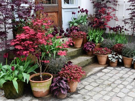 Potted Garden, Garden Inspo, Potted Trees, Fall Decorations Porch, Garden Containers, Container Gardens, Foliage Plants, Courtyard Garden, Container Garden