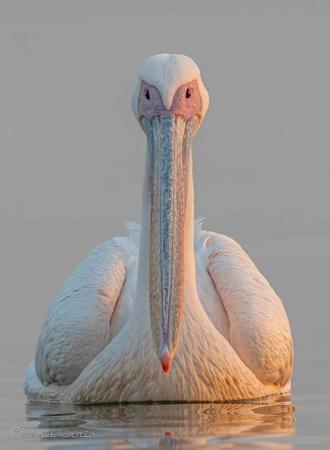 Great white pelican [Pelecanus onocrotalus] India, Rajkot, dec-18. White Pelican, India Photo, Utila, Great White, Wildlife Nature, Marine Life, Beautiful Birds, Animal Kingdom, Pet Birds