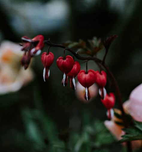 red bleeding heart plant Scary Plants, Halloween Plants, Cream Tattoo, Dark Garden, Gothic Flowers, Goth Garden, Fantasy Tattoos, Red Plants, Gothic Garden