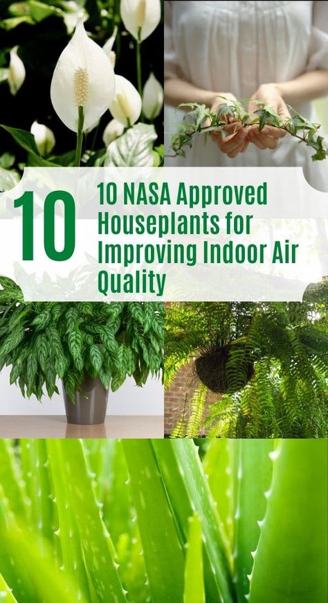 Air Quality Plants, Easy To Grow Plants, Best Air Purifying Plants, Air Cleaning Plants, Natural Air Purifier, Air Purifying House Plants, Hanging Plants Indoor, Improve Indoor Air Quality, Best Plants