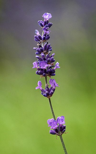 Lavender Reference Photo, Lavender Plant Photography, Lavender Flower Photography, Lavender Close Up, Lavender Plant Aesthetic, Lavender Reference, Lavender Aesthetic Flower, Lavender Flower Drawing, Lavendar Plant