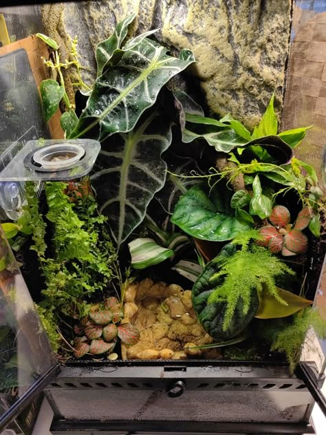 My first bioactive terrarium for my emerald eyed tree frog (Hypsiboas crepitans) Tomato Frog Terrarium, Bioactive Vivarium Frog, Bioactive Frog Terrarium, Tree Frog Enclosure Ideas, Red Eye Tree Frog Terrarium, White Tree Frog Enclosure Ideas, Amazon Milk Frog Terrarium, Pet Frog Habitat Terrariums, Green Tree Frog Terrarium