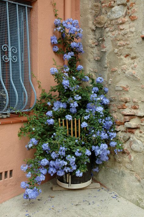 13 Stunning Vines & Climbers With Blue Flowers | Balcony Garden Web North Facing Balcony Plants, Flowers Balcony Ideas, Blue Cottage Garden, Balcony Vines, Balcony Flowers Ideas, Climber Flowers, Balcony Flower Garden, Balcony Plants Ideas, Balcony With Flowers