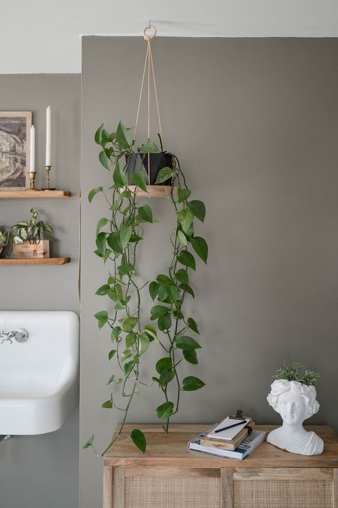 Hanging plant holder