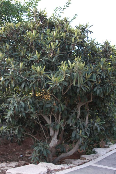 Loquat tree - How to grow Loquat plant, growing Loquat tree in your garden http://www.growplants.org/growing/loquat Japanese Plum Tree, White Sapote, Natal Plum, California Landscaping, Loquat Tree, Butter Fruit, Paper Mulberry, Plum Tree, Garden Shrubs