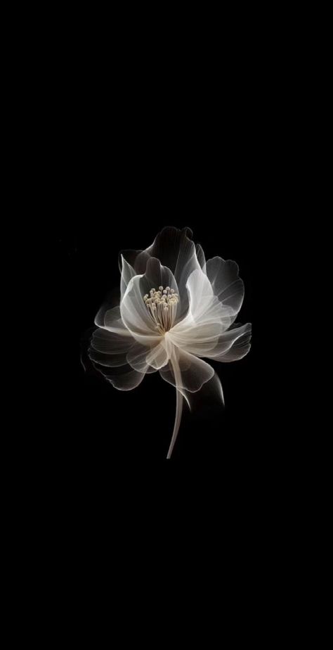 #initial #flowerbackground #hibiscus #flower #fyp | hibiscus flower | TikTok Black Flowers Wallpaper, Flowers Black Background, Photography Inspiration Nature, L Wallpaper, Iphone Wallpaper Stills, Flower Icons, Cream Wallpaper, Black Background Wallpaper, Simple Iphone Wallpaper