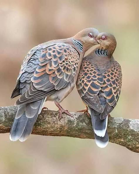 Oriental turtle dove (Streptopelia orientalis) / Tourterelle orientale / Image by pranjaljsaikia_indianbirds (Pranjal J. Saikia) from instagram Purple Budgie, Dove Wings, Cute Pigeon, List Of Birds, Dove Pigeon, Turtle Doves, Turtle Dove, Dove Bird, Landscape Photography Nature