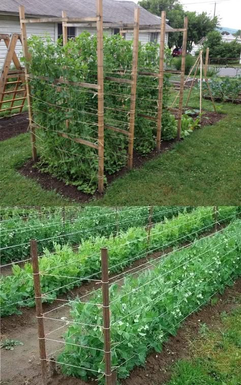 Cucumber Trellis Ideas, Plantarea Legumelor, Backyard Ducks, Cucumber Trellis, Diy Garden Trellis, Trellis Ideas, Backyard Vegetable Gardens, Garden Growing, Home Vegetable Garden