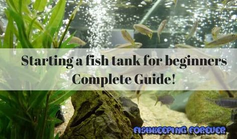 Setting Up Fish Tank, Fresh Water Aquarium Set Up, Fish Tank Set Up, Aquariums Ideas, Tropical Fish Pictures, Goldfish Aquarium, Nitrogen Cycle, Aquarium Set, Fish Pictures