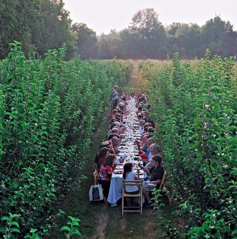 Tussen de bomen here would be nice too! Apple Orchard Wedding, Ideas Terraza, Corn Field, Orchard Wedding, Open Field, Farm To Table, Long Table, Intimate Weddings, Small Wedding