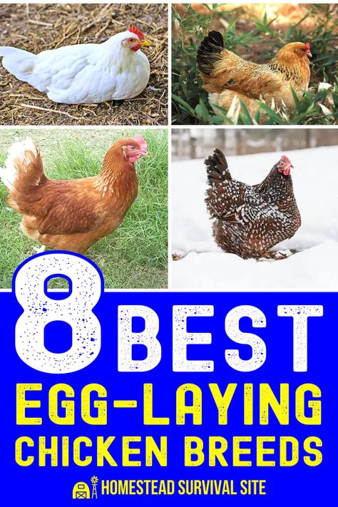 8 Best Egg-Laying Chicken Breeds Laying Hens Breeds, Best Chickens For Eggs, Best Laying Hens, Chicken Breeds For Eggs, Best Chicken Breeds, Chickens Breeds, Best Laying Chickens, Chickens Backyard Breeds, Denture Repairs