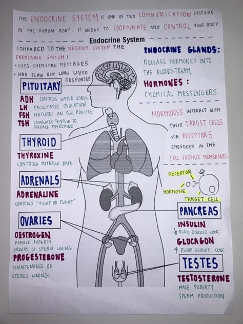 Endocrine Glands And Hormones Chart, Human Endocrine System Notes, Endocrine System Anatomy And Physiology, Endocrine Disorders Cheat Sheet, Endocrine System Notes Nursing Schools, Human Body Functions, Endocrine System Hormones Notes, Hormone Notes, Endocrine System Model