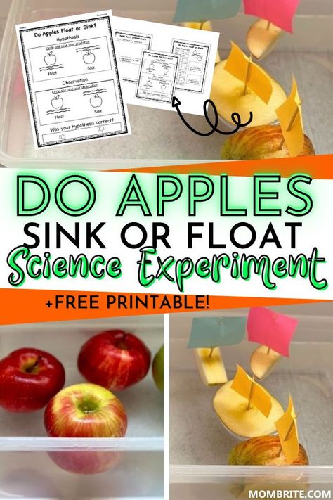 Apple Sink Or Float, Sink Or Float Experiment, Apple Boats, Kindergarten Science Projects, Floating And Sinking, Food Science Experiments, Kids Science Experiment, Apple Science Experiments, Fall Fruit