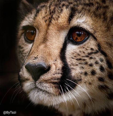 Cat References, Big Brown Eyes, Cat Reference, Brown Eye, Animal Wildlife, Dark Brown Eyes, Rare Animals, Cheetahs, Drawing Inspo