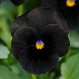 Buy it here: https://www.trueleafmarket.com/viola-sorbet-series-black-delight-flower-seed Gothic Gardens, Black Plants, Lake Landscaping, Poison Garden, Goth Garden, Nature Colors, Gothic Garden, Black Garden, Dark Flowers