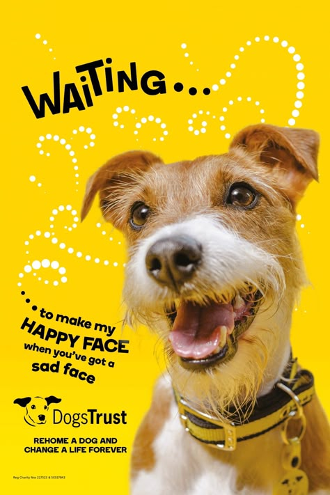 Independent creative agency 18 Feet & Rising has launched a new through-the-line ad campaign for the UK’s largest dog welfare and rehoming charity, Dogs Trust. Pet Advertising, Dog Marketing, Pet Branding, Dogs Trust, Dog Branding, 카드 디자인, Dog Poster, Web Banner Design, Print Advertising