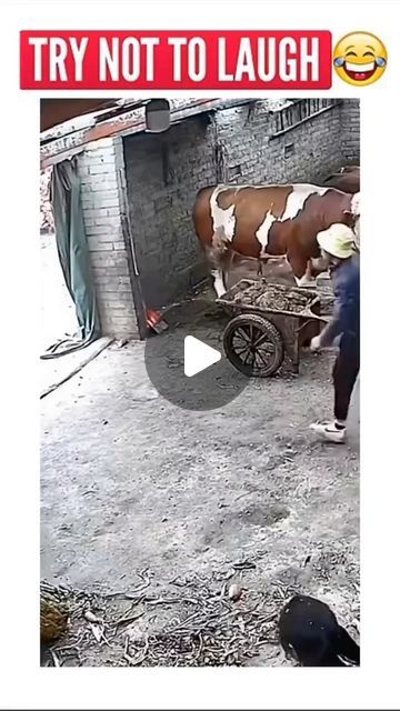 Beautiful Animal Pictures, Funny Animal Photos Hilarious Faces, Riding A Cow, Best Funny Animal Videos, Animal Antics Videos, Silly Animal Videos, Funny Good Morning Images Laughing, Funny Cute Animals Videos, Animal Funny Pictures