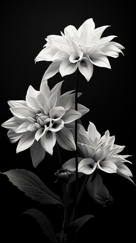 Flowers petal plant white. | premium image by rawpixel.com Black White Flowers Aesthetic, Flowers In Black And White, Black And White Photography Flowers, Black And White Flowers Aesthetic, White And Black Aesthetic Wallpaper, Black And White Flowers Wallpaper, Black Flower Background, Black And White Flower Wallpaper, Mobile Wallpaper Aesthetic