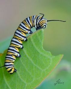 Caterpillar Tattoo, Caterpillar Art, Foto Macro, Monarch Caterpillar, King William, Monarch Butterflies, The Monarch, Beautiful Bugs, The Throne