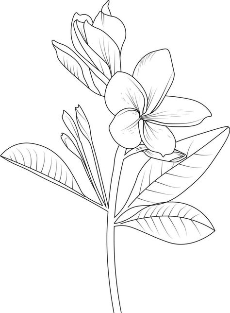 Hand drawn botanical spring elements bouquet of frangipani lower line art coloring page Frangipani Drawing, Frangipani Tattoo, Sketching Flowers, Spring Elements, Line Art Coloring, Vector Cityscape, Tattoo 2024, Fun Tattoos, Flower Tattoo Drawings