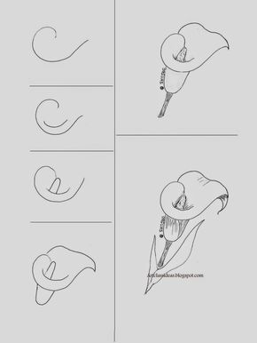 Calla Lily | Art class ideas How To Draw Flowers, Lily Art, Flower Drawing Tutorials, Drawing Hands, Draw Flowers, Drawing Flowers, Plant Drawing, Easy Drawing, Drawing Lessons