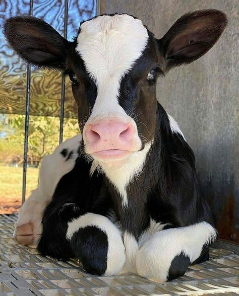 Cow Products, Pet Cows, Cow Photos, Black And White Cow, Baby Farm Animals, Cattle Breeds, Fluffy Cows, Cow Pictures