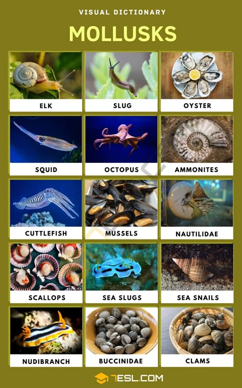 Mollusk: List of Mollusks with Interesting Facts and Pictures Biology Animals, Animals Name In English, Animals Name, Fruit Names, Molluscs, Visual Dictionary, Sea Snail, Animal Groups, Types Of Animals