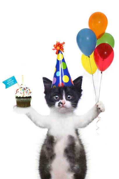 8 Happy Birthday Cat Stock Photos, Pictures & Royalty-Free Images - iStock Silly Happy Birthday, Happy Birthday Animals, Cat Celebrating, Happy Birthday Cat, Cat Stock, Funny Animal Photos, Silly Cats Pictures, Birthday Songs, Silly Animals