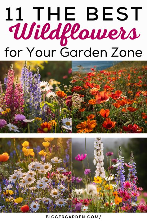 Discover the beauty of 11 wildflower varieties for your zone, including mallow flower, cardinal flower, and California wildflowers. Design a flower field or aesthetic garden with yellow perennials, kangaroo paw, and inspiration from the Valley of Flowers. Wild Flower Garden Bed, How To Grow Wildflowers, Texas Wildflower Garden, Flower Garden Zone 5, Zone 9 Landscaping California, Wild Flower Garden Ideas, Wildflower Garden Front Yard, Flowers To Grow In Garden, Wild Flower Gardens