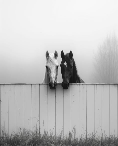 Horses Black And White Photography, Horse Desktop Wallpaper, Black And White Horse Photography, Horses Wallpaper, White Horse Photography, Equestrian Pictures, Equestrian Photography, Horse Aesthetic, Equestrian Life