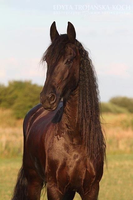 Loveliness! Friesian Horses, Gorgeous Horses, Beautiful Chocolate, Most Beautiful Horses, Most Beautiful Animals, Friesian Horse, Majestic Horse, Brown Horse, All The Pretty Horses