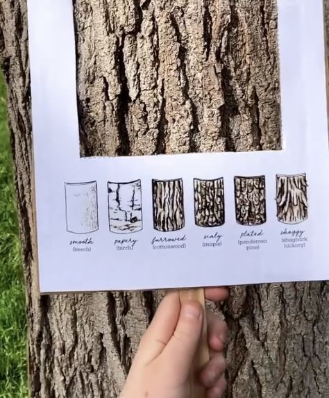 Ways To Study, Year Ring, Homeschool Nature Study, About Trees, Forest School Activities, Tree Study, Nature School, Creative Curriculum, Wonders Of Nature