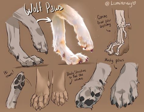 Wolf Paws, Paw Drawing, Wolf Sketch, Wolf Paw, Canine Drawing, Dog Anatomy, Animal Study, Wolf Drawing, Canine Art