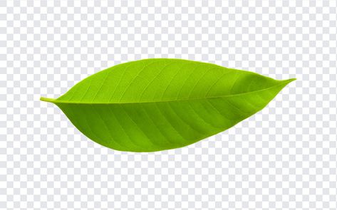 Leaf PNG Fruit Juice Design, Juice Design, Vectors Png, Leaf Png, Green Png, Lemon Leaf, Education Logo Design, Leaves Png, Lemon Leaves