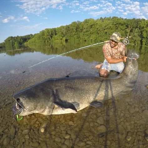 Wels Catfish and the 12wt Boca Grande Fly Rod - The Swift Fly Fishing Company - Epic Fly Rods Wels Catfish, Fishing Catfish, Tapetum Lucidum, Big Catfish, Fishing Hook Knots, Fish Pictures, Yoonmin Fanart, Muddy Waters, Fishing Hook