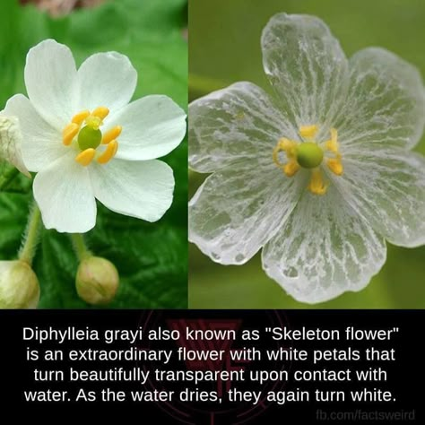 Diphylleia grayi aka "Skeleton flower" Cloning Plants, Diphylleia Grayi, Pretty Flowers Pictures, Skeleton Flower, Goth Garden, Valley Flowers, Flower Guide, Flower Meanings, Flower Farmer