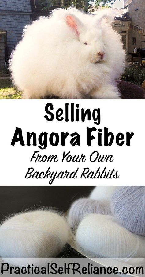 Selling Angora Fiber from Backyard Rabbits #homesteading Rabbit Yard Ideas, German Angora Rabbit, French Angora Rabbit, Fiber Farm, Raising Rabbits For Meat, Angora Bunny, Rabbit Farm, Meat Rabbits, Raising Rabbits