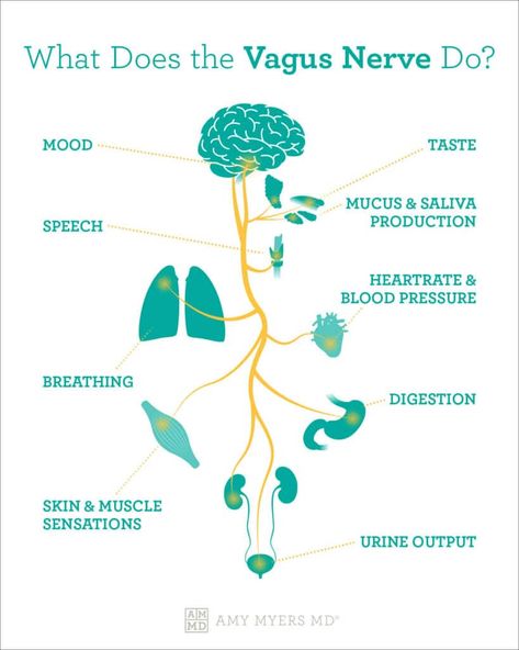 Vagal Tone: The Gut-Brain Axis & the Vagus Nerve | Amy Myers MD Vagus Nerve Function, Vagus Nerve Toning, Vagus Nerve Diagram, Daily Vagus Nerve Exercises, Vagus Nerve Damage Symptoms, Poly Vagus Nerve, Vega Nerve, Vagus Nerve Art, Activate Vagus Nerve