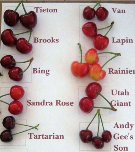 Picture Health Benefits Of Cherries, Types Of Cherries, Fruits And Vegetables List, Vegetables List, Green Tea Benefits, Cherry Recipes, Food Charts, Food Info, Exotic Fruit