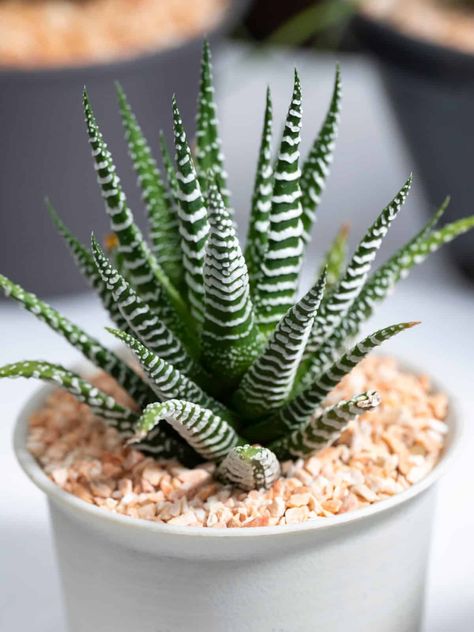 Succulents That Stay Small: Up Close with a Stunning Zebra Cactus Zebra Cactus, Zebra Plant, White Pot, Crassula Ovata, Easy Care Plants, Small Succulents, Hens And Chicks, Low Maintenance Plants, Succulent Pots