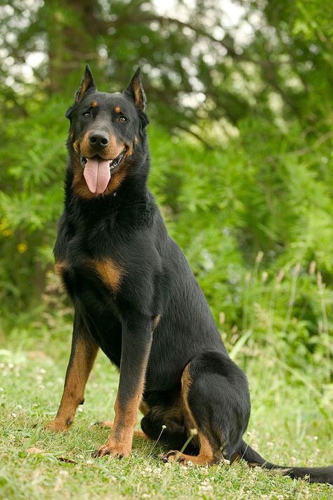 English Foxhound, Canaan Dog, Swedish Vallhund, Rare Dog Breeds, Hairless Dog, Rare Dogs, Catahoula Leopard Dog, Leopard Dog, The Fox And The Hound