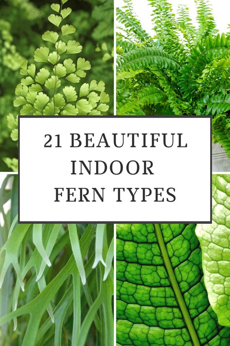 indoor-fern-types Mini Ferns Plants, Low Light Ferns House Plants, Fern Varieties Indoor, House Ferns Indoor Plants, Types Of Ferns Indoor, Fern Planters Ideas Indoor, Hanging Ferns Indoors, Asparagus Fern Indoors, Indoor Ferns Houseplant