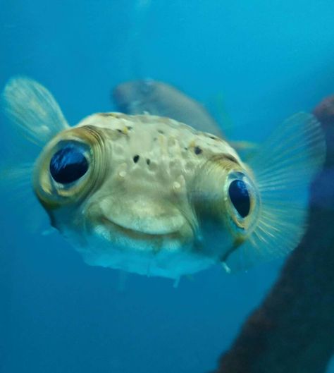 Is it me, or does this puffer fish look a bit like E.T? Silly Fish, Fish Store, Creature Marine, Weird Fish, Puffer Fish, Water Animals, Beautiful Sea Creatures, Cute Fish, Underwater Creatures