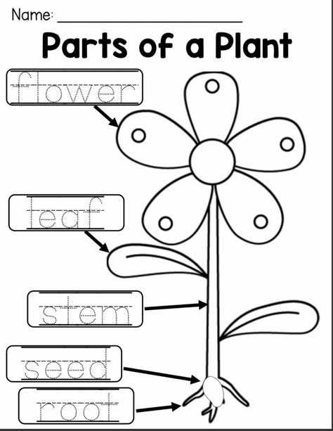 دورة حياة النبات, Plant Life Cycle Worksheet, Plants Kindergarten, Plant Lessons, Plants Worksheets, Planting For Kids, Plant Activities, Homeschool Preschool Activities, Kids Worksheets Preschool