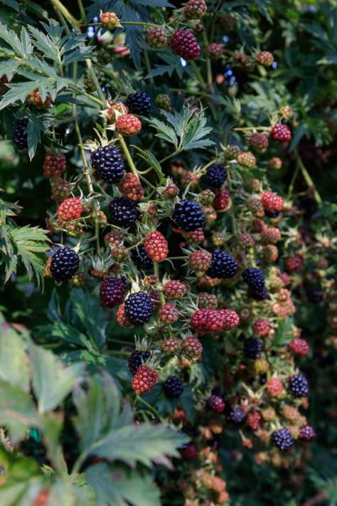 7 Best Berry Varieties To Grow In Containers Berries Garden Layout, Growing Blackberries In Containers, Growing Berries In Containers, Berry Bushes Garden Ideas, Berry Garden Layout, Raspberries Garden, Flowers Around Tree, Berries Aesthetic, Asthetic Wall Pictures