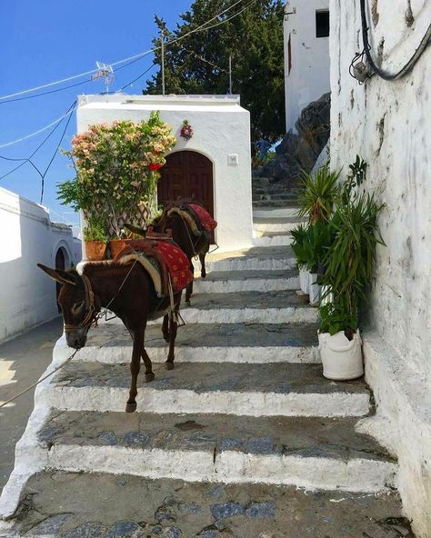 Greek aesthetics. Rhodes Lindos, Lindos Greece, Greece Girl, Rhodes Island Greece, Lindos Rhodes, Halkidiki Greece, Greece Rhodes, Greece Trip, Greek Summer