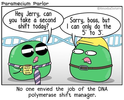 It's like they ALL want to work from 5' to 3'! #Science #Biology DNA Replication - DNA Polymerase Bio Jokes, Biology Jokes, Biology Memes, Dna Polymerase, Lab Humor, Biology Humor, Medical Memes, Nerdy Jokes, Funny Bio