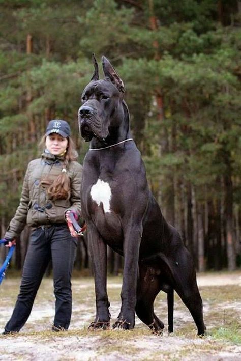 Really Big Dogs, Carillons Diy, Pitbull Dog Breed, Giant Dog Breeds, Rare Dogs, Big Dog Breeds, Huge Dogs, Dog Steps, Giant Dogs